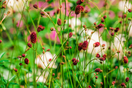 Tridax procumbens L.)の写真素材