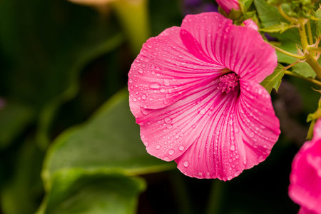 Pink hibiscus flower with water drops on green leaves background