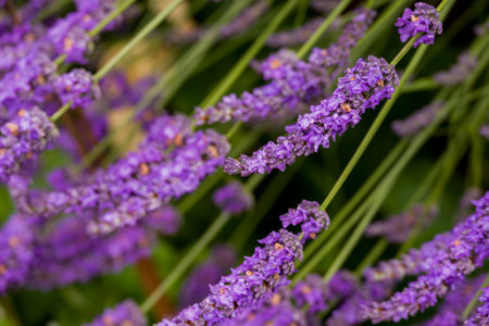 Lavender flowers in the garden, close-up, selective focusの写真素材