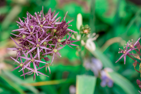 Purple Allium flower in garden, Thailand. (selective focus)の写真素材