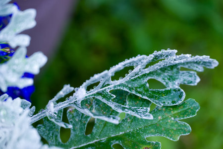 Frosted leaves of a plant on a blurred green background.
