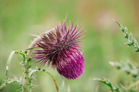 Cirsium vulgare, common milk thistle in bloomの写真素材