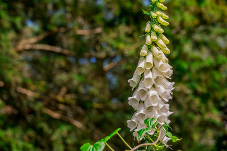 White foxglove flower in nature, Thailand. (Digitalis purpurea)の写真素材