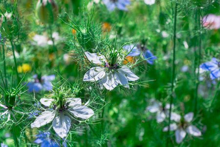 Nigella damascena, nigella damascena in bloomの写真素材