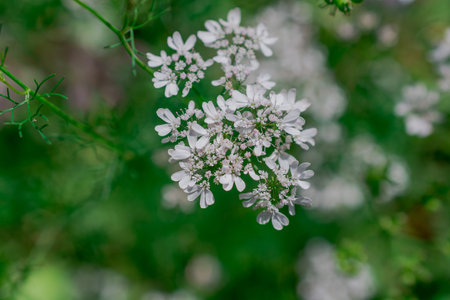 White flowers of a cow parsley close-up on a green background