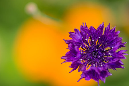 purple cornflower on a background of orange flowers in the gardenの写真素材