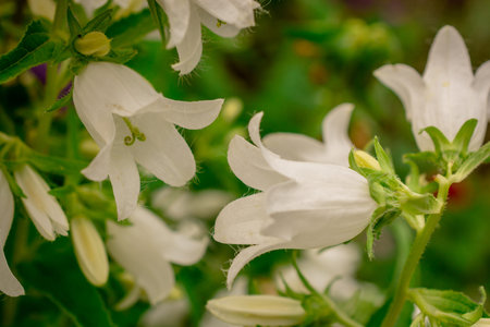 Flowers of Campanula (Campanula officinalis)