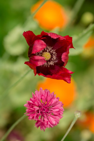 poppy flower in the garden, macro photo with shallow depth of field