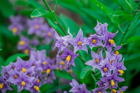 Purple flower of Solanum tuberosum plant in garden