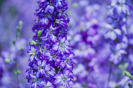 Purple delphinium flowers in the garden. Selective focus.