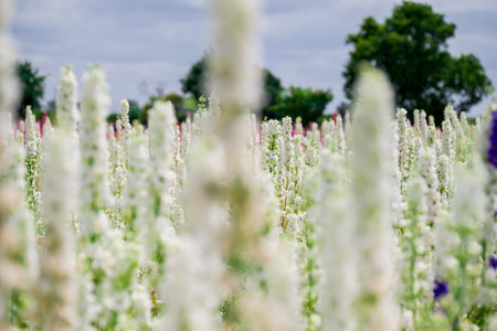 White salvia flowers blooming in the field with blue sky backgroundの写真素材
