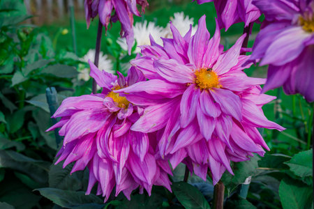 Beautiful purple dahlia flower in the garden, stock photo