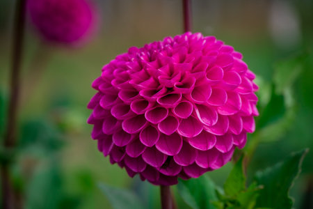 Beautiful pink dahlia flower blooming in the garden.の写真素材
