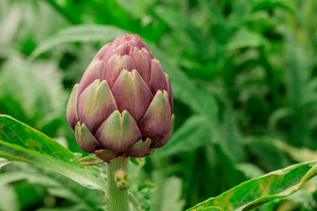 purple artichoke flower in the vegetable garden on green backgroundの写真素材