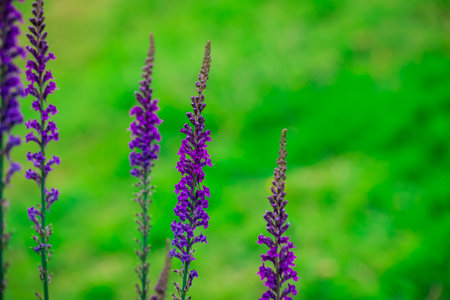 Purple salvia flowers in the garden, Thailand. (Selective focus)の写真素材