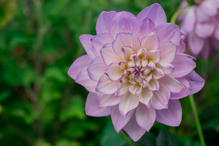 Beautiful purple dahlia flower in the garden, stock photoの写真素材