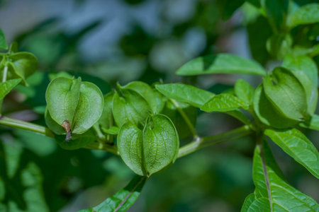Close up of green leaves in the garden. Natural background with copy space.