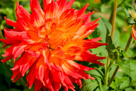 Orange dahlia flower in the garden, closeup of photoの写真素材
