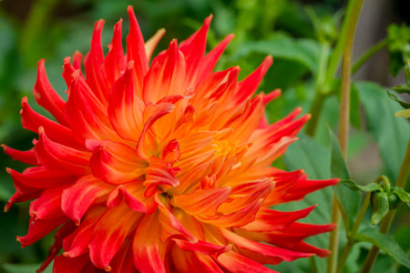 Orange dahlia flower with green leaves in the garden, stock photoの写真素材