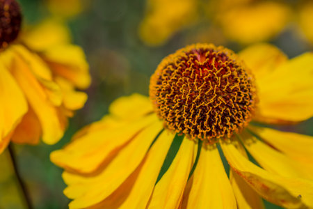 Close up of yellow coneflower (Helenium elegans)の写真素材