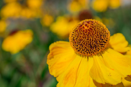 Close up of yellow flower in the garden with shallow depth of fieldの写真素材