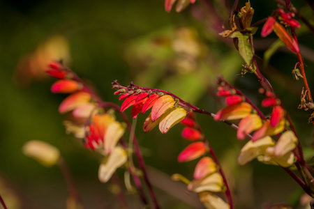 Close up of red and yellow flowers on a green background in summer