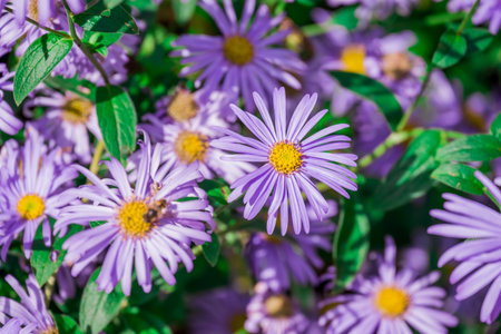 Purple daisies in the garden, Thailand. Selective focus.の写真素材