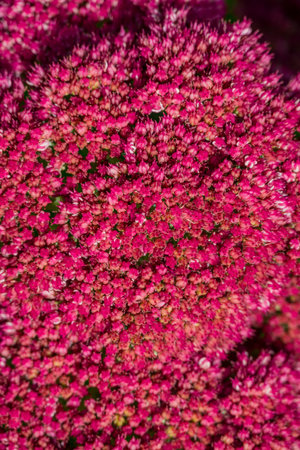Close up of pink Sedum spectabile flowers in full bloomの写真素材