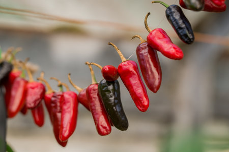 Red hot chili peppers hanging on a branch.の写真素材
