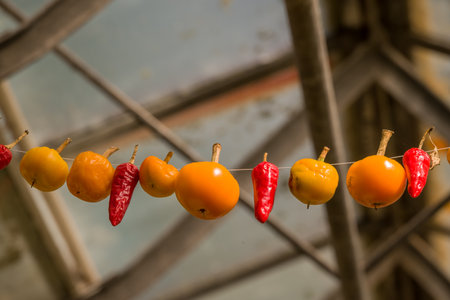 Red hot chili peppers and yellow tomatoes hanging on a rope in a greenhouseの写真素材