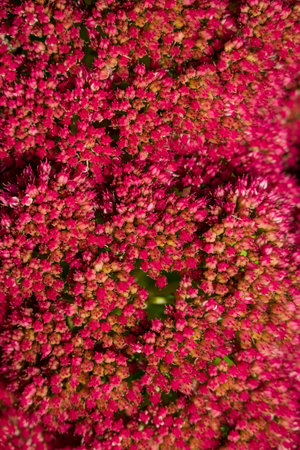 Close-up of pink flowers of Sedum spectabilis, commonly known as the houseleek.