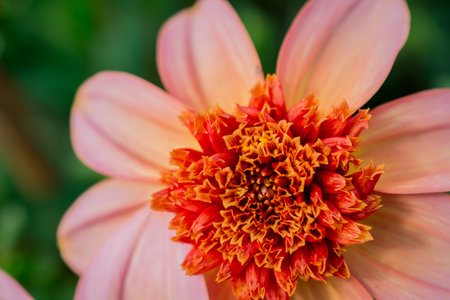 Close up of pink dahlia flower in garden, stock photoの写真素材