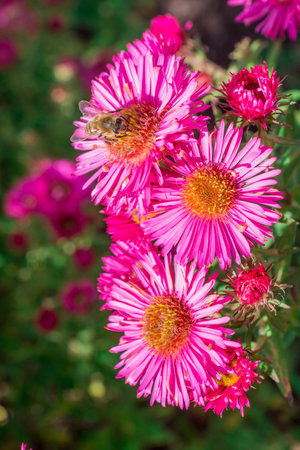 Bee on a pink aster flower in the garden. Nature background.の写真素材