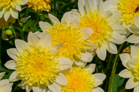 Beautiful dahlia flowers blooming in the garden, stock photoの写真素材