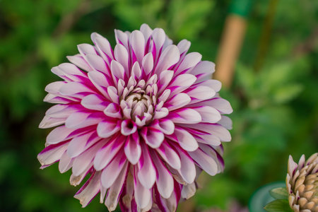 Beautiful pink dahlia flower in the garden. Selective focus.の写真素材