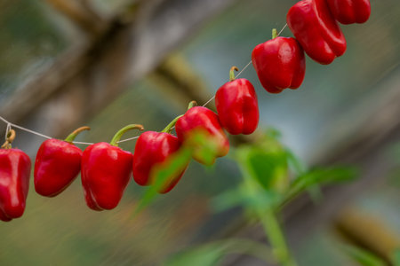 Red peppers hanging on a branch. Selective focus.
