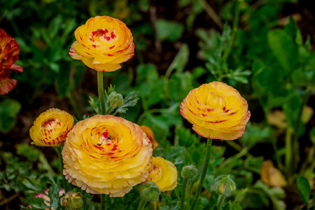 Yellow Ranunculus flowers in the garden. Ranunculus ranunculus