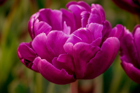 Purple tulip flowers in the garden. Spring nature background.