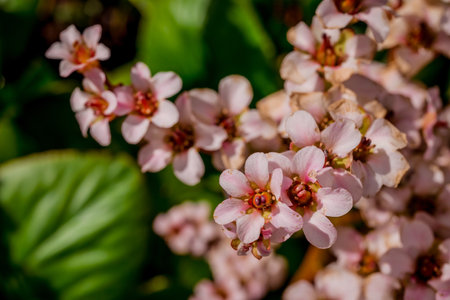 Close up of pink flowers of bergenia crassifoliaの写真素材
