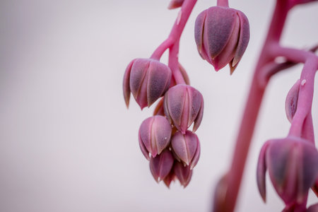 Purple flowers on a white background. Close-up. Macroの写真素材