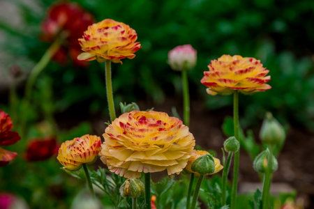 Ranunculus persian buttercup (persian buttercup)