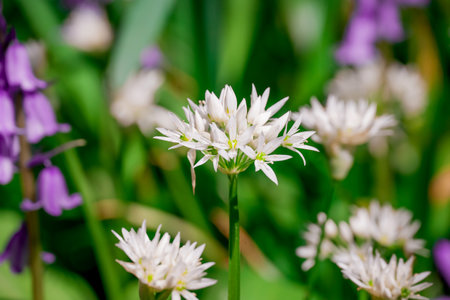 Close up of blooming wild garlic (Allium ursinum) flowersの写真素材