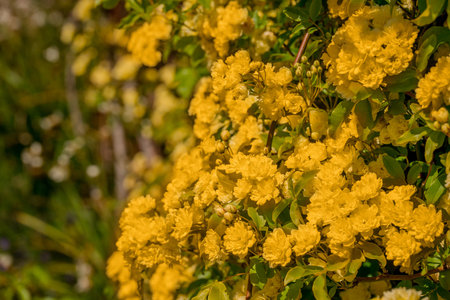 Close-up of yellow flowers on a bush in the garden.の写真素材