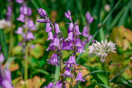 Bluebells (Hyacinthoides non-scripta)