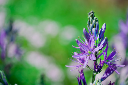 Purple flowers on a green background with bokeh effect.の写真素材