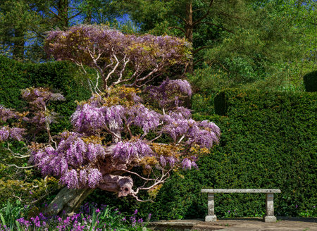 Beautiful wisteria blooming in a botanical garden in springの写真素材
