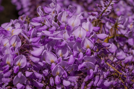 Purple wisteria flowers close up. Spring flowers background.の写真素材