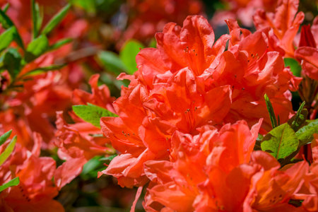 Close up of beautiful blooming rhododendron flowers.の写真素材