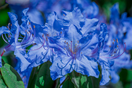 Blue azalea flowers in the garden close-up macro photographyの写真素材