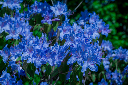 Blue rhododendron flowers blooming in the garden.の写真素材